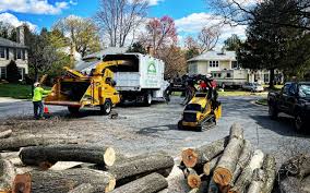 Best Root Management and Removal  in Markle, IN