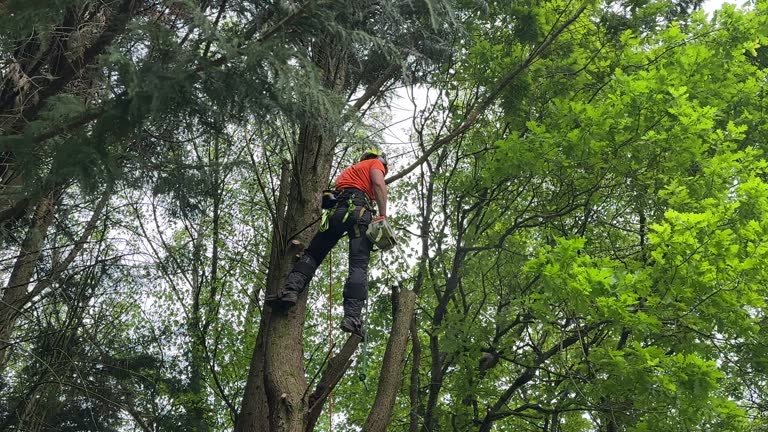 Best Hazardous Tree Removal  in Markle, IN