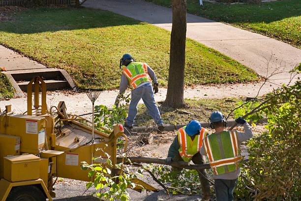 Best Commercial Tree Services  in Markle, IN