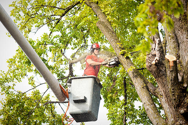 Best Palm Tree Trimming  in Markle, IN