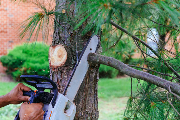Best Tree Health Inspection  in Markle, IN